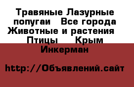 Травяные Лазурные попугаи - Все города Животные и растения » Птицы   . Крым,Инкерман